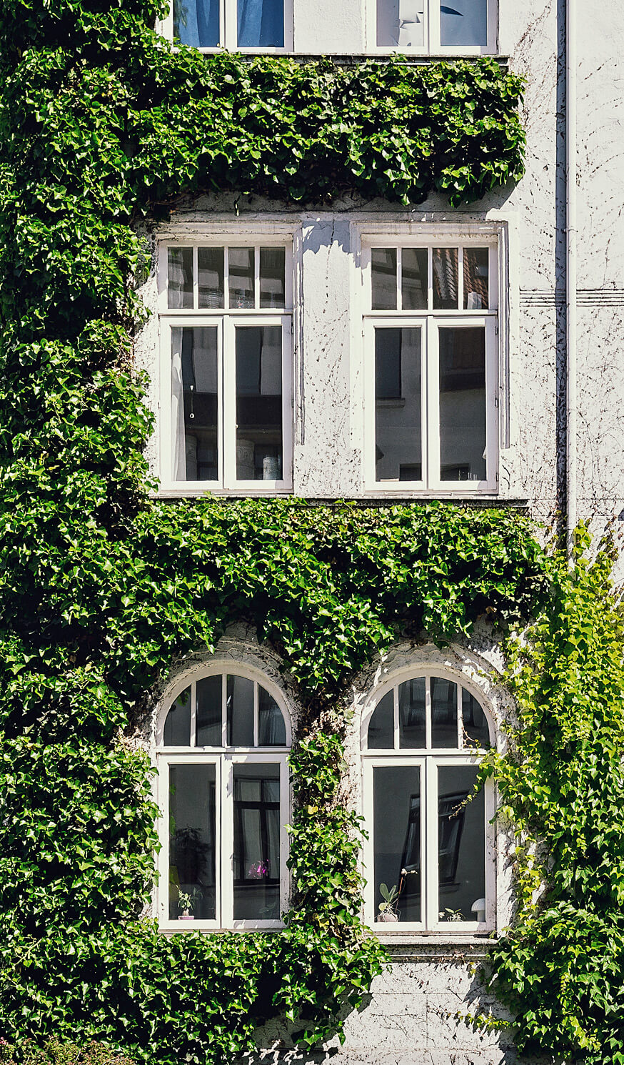 Professionell in Berlin  Efeu von Fassade entfernen